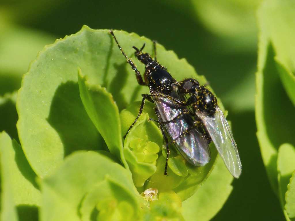 Festa di Bibionidae